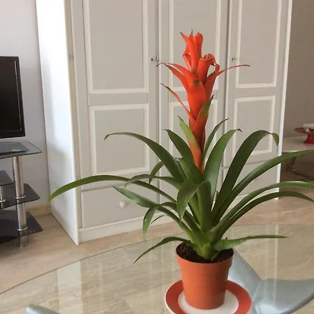 Apartment Dolce Cagnes-sur-Mer